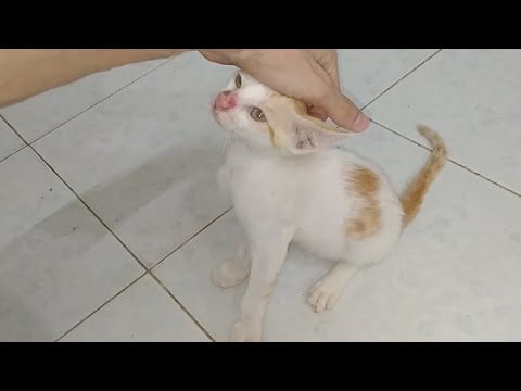 Feral Kitten Is Finally My Pet Now - YouTube