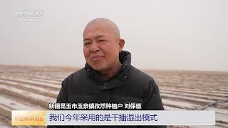 [中国三农报道]着眼全产业链精耕细作 新疆昆玉 6200亩孜然开播 干播湿出模式出苗率高 | 农业致富经 Agriculture And Farming