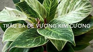 Đế vương kim cương hàng mới về cây khoẻ đẹp nhà cả nhà (120k) - Cây phong thủy