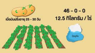 มันฝรั่ง ตอนที่ 6: ดูแลให้ดี เพื่อผลผลิตที่มีคุณภาพ