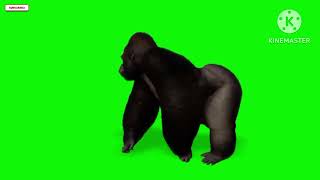 Funny Angry Gorilla Walking Running Vfx Green Background Video
