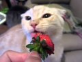 Kittens eating strawberry
