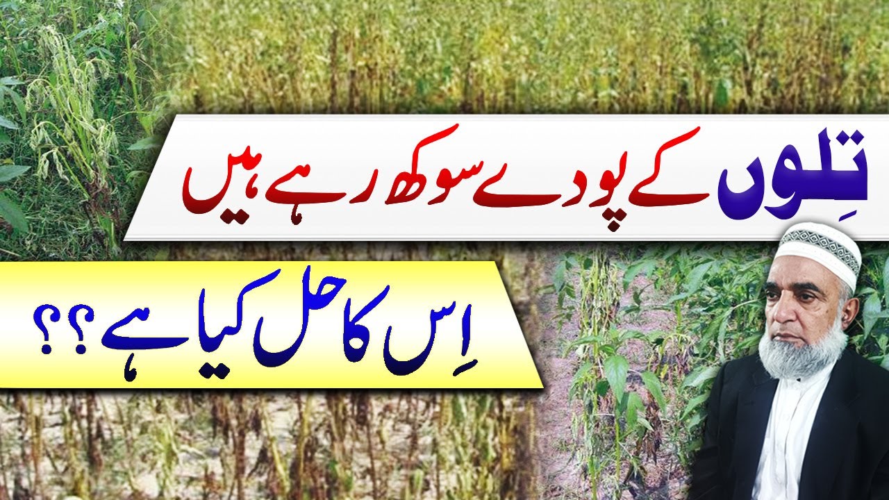 Why Sesame plants are Drying || Charcoal Rot disease of Sesame || Crop Reformer