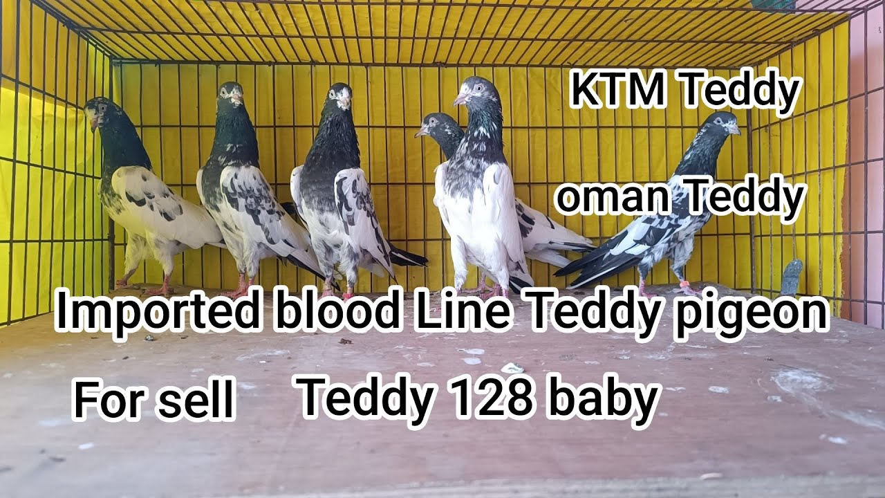 Top Quality Teddy Baby for sell টপ কোয়ালিটি টেডি কবুতর বিক্রি হবে Teddy 128 / KTM Teddy /oman teddy 