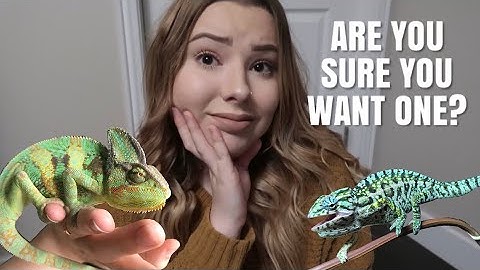 Watch This BEFORE Getting A Chameleon! (UPDATED VERSION IN DESCRIPTION!)