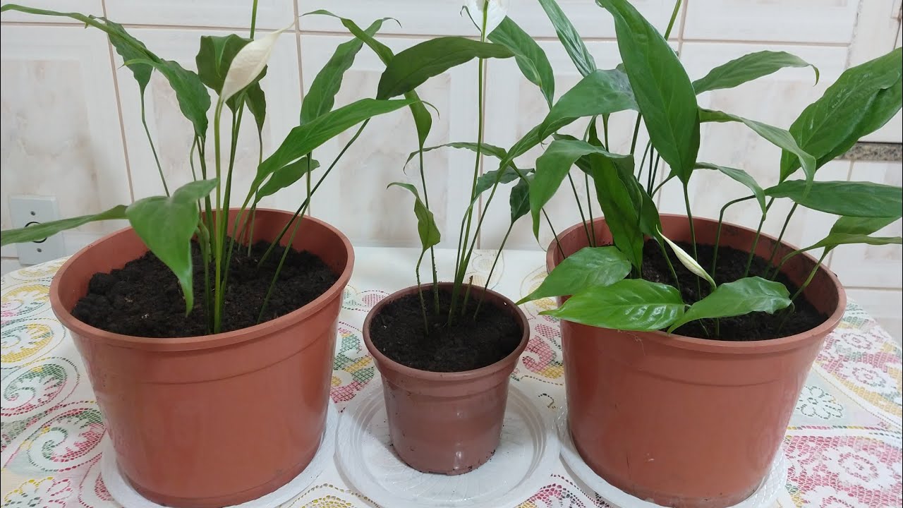Como trocar a terra do  seu Lírio da Paz  e  cuidar de maneira correta