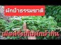 ชีวิตเมียฝรั่งชนบท #เมียฝรั่ง #เมียฝรั่งชนบท #วิถีชีวิตตามชนบท #ผักป่ากินได้