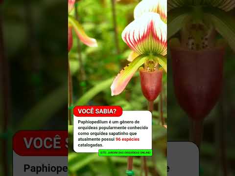 Orquidea | #orquidea #orquideas #planta #flores #jardim #shorts #short