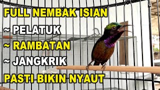 KONIN GACOR FULL NEMBAK ISIAN PELATUK, RAMBATAN, JANGKRIK, PASTI BIKIN KONIN LAIN IKUT BONGAR ISIAN