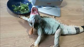 january 2021 Zilla-iguana mating season angry