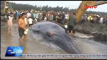 Cận cảnh “giải cứu" cá voi hơn 10 tấn mắc cạn ở Nghệ An