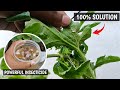 Stop Using Chemicals ! Try This 100% Natural Pest Control Hack