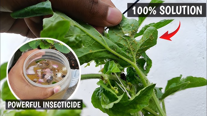 Natural Pest Control for Vegetables Without Chemicals: Safe & Effective Tips