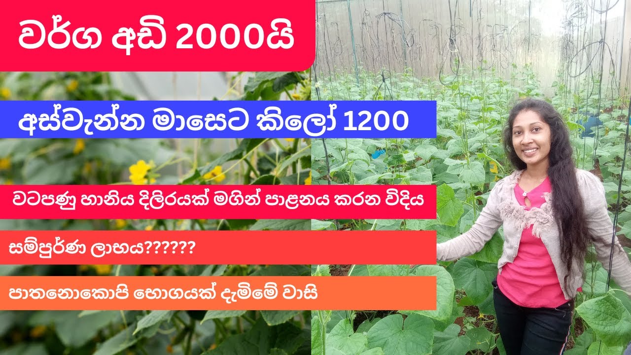 Salad cucumber වගාව අවසාන කිරිම සහ ලාභය ගණනය කිරිම/ පොලිටනල් වගාවේ ඔබ දැනගත යුතුම කරුණු. #farming