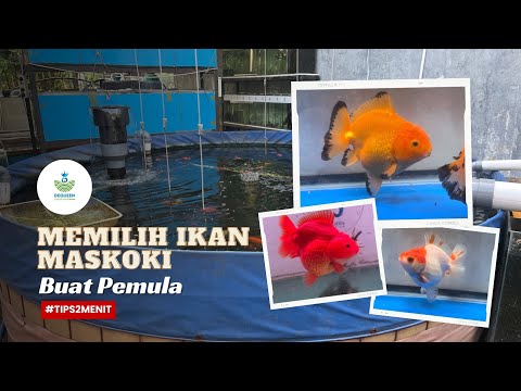 Jenis ikan mas koki - mas koki oranda