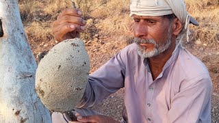 Little Bees Honey In Hard Woods