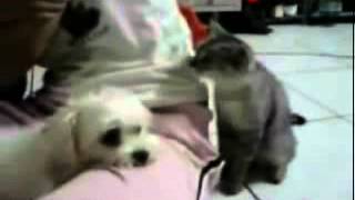 2182funny kitten puppy
