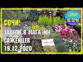 СОЧИ | Магазин саженцев в декабре | Субтропический рай в отдельно взятом городе