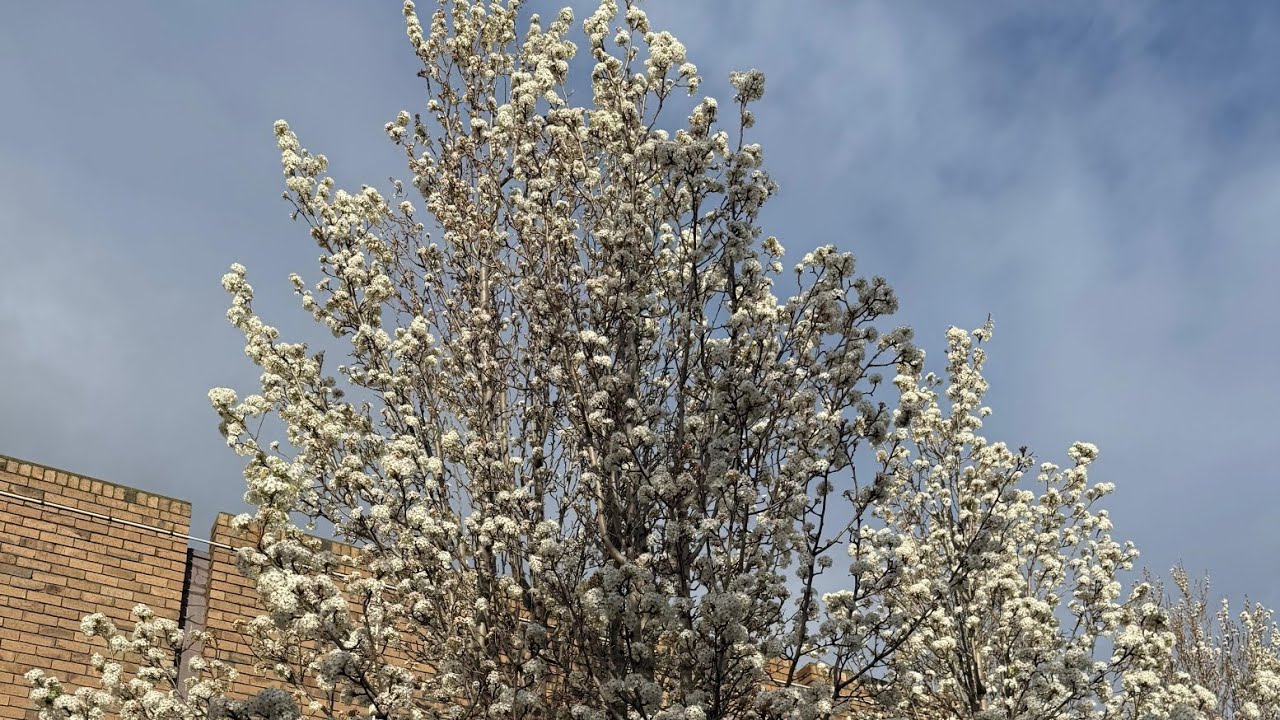 Basanta Ase gachhe Melbourne a | Spring Time 2025 | Feel the background music with View