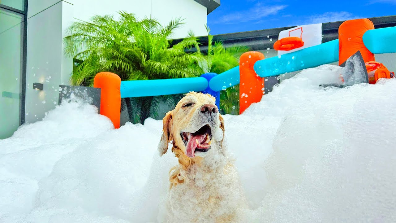 DOG GETS FOAM PARTY FOR 8TH BIRTHDAY! YouTube