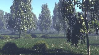 Forest Pack Pro: wind animation test