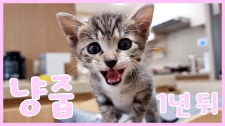 Changes in rescued kittens after a year by 금수강산Kpetworld 19,439 views 1 year ago 8 minutes, 7 seconds