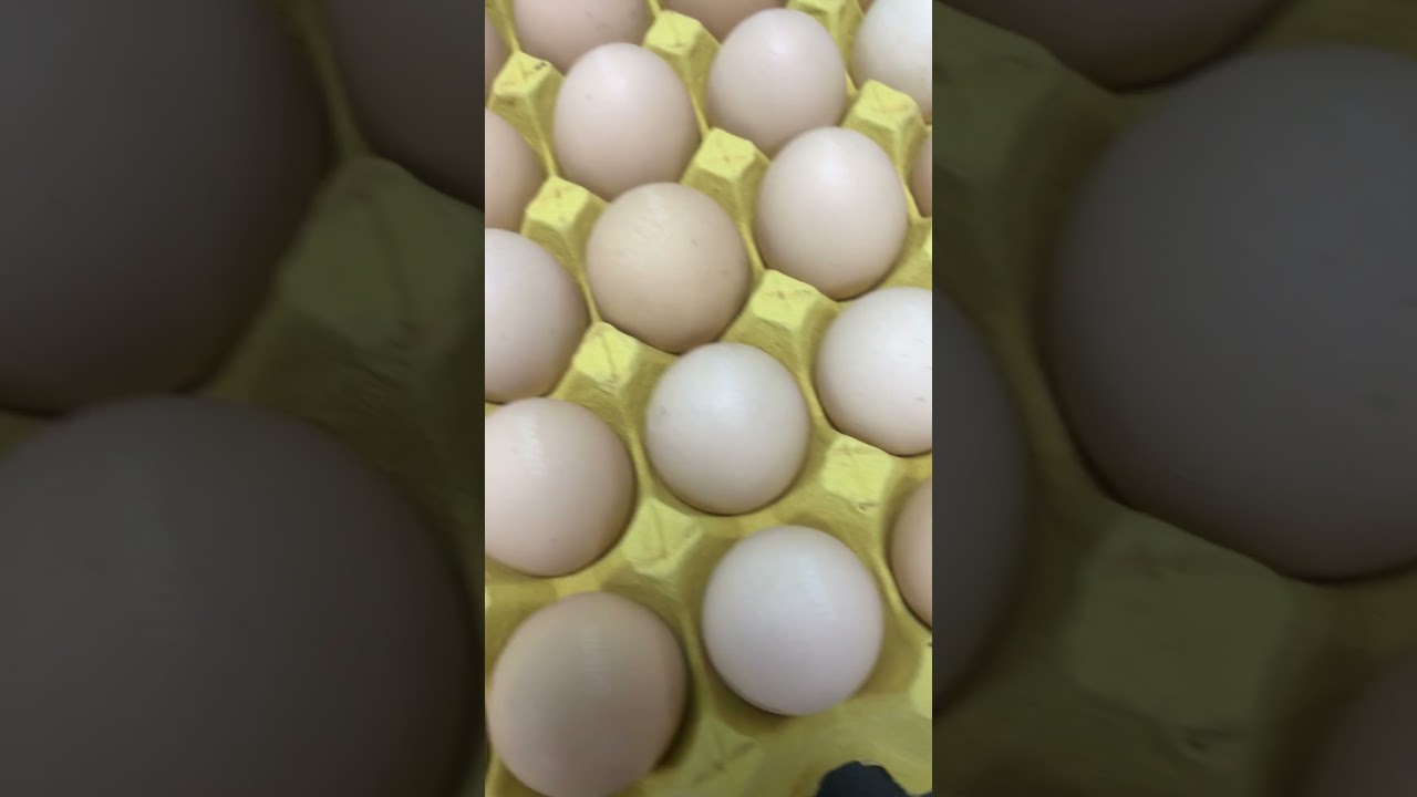 How to use Inline UV laser coder to print date code on egg shell 