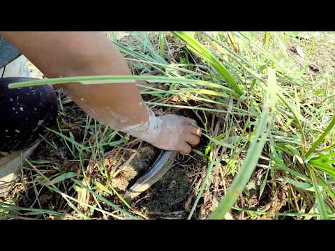 Season Dry 2020 Fishing Catch a lot Fish in Lotus Farm then Cooking for