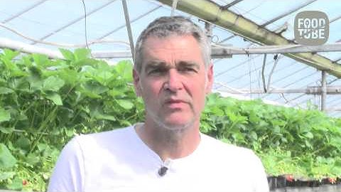 Gert Jan Hageman: Aardbeien in de keuken