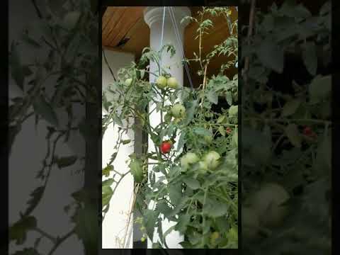 Colorful Cherry Tomatoes