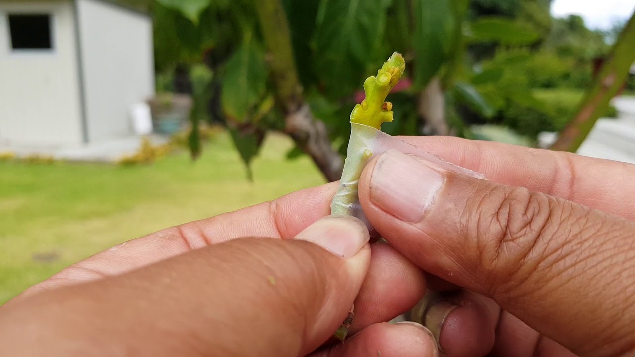 Topworking my Hass avocado to B varieties