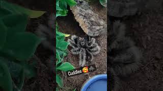 Cuddles loves feeding time! #spiders #food #eating #trending #foryou #viral