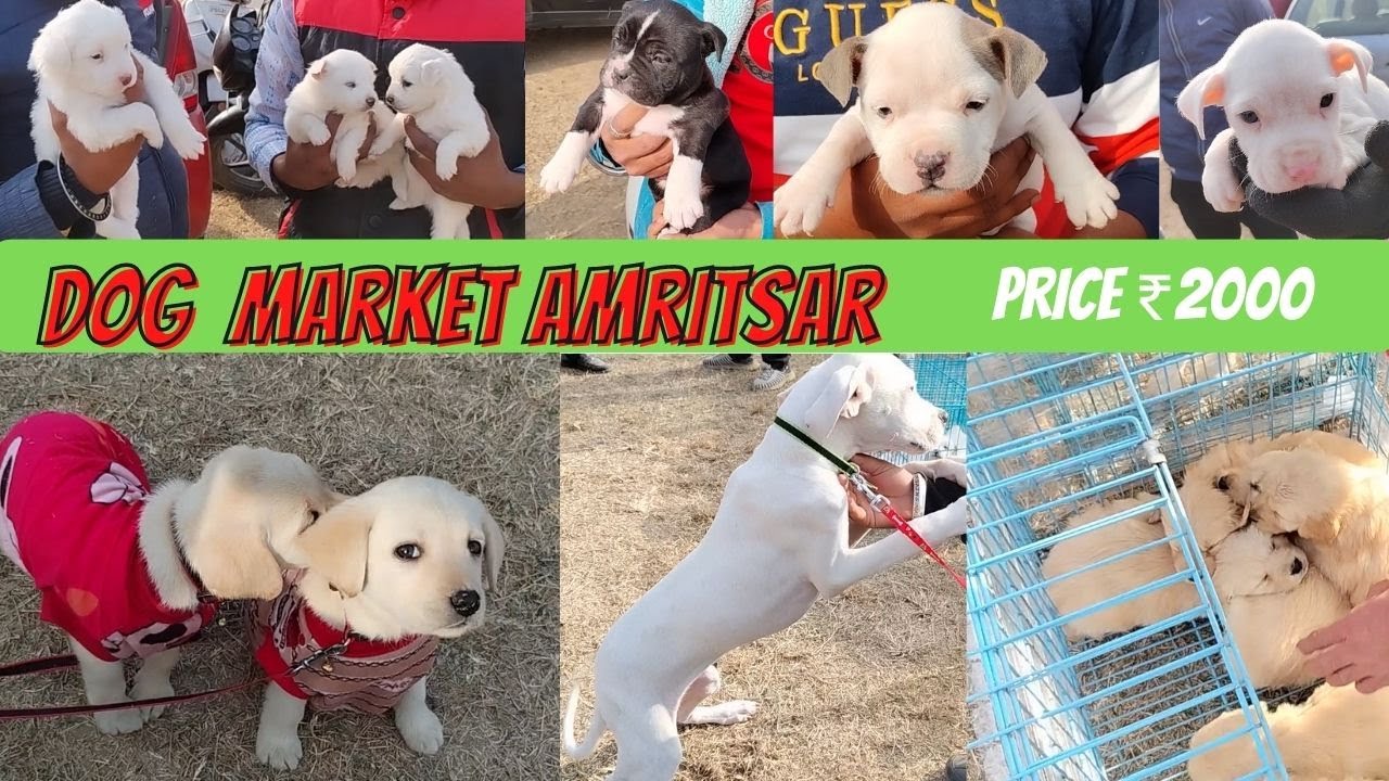 Wholesale Dog Market in Amritsar Best dogs at cheapest rates YouTube