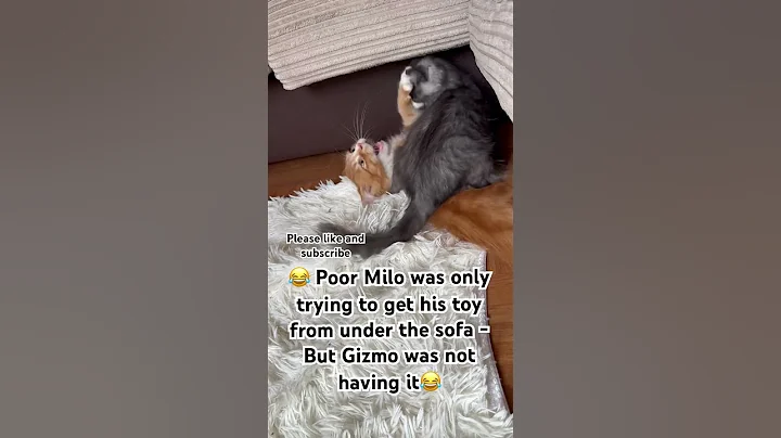 Video 10458321: mainecoon kitten cat animal, mainecoon cat kitten love