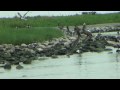 BP Oil Disaster - Day 48
