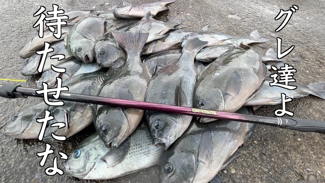 【秋磯開幕間近！？】ウォーミングアップのはずが魚達は超高活性！！IN串本町安指