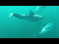 Dolphins in Northern Ireland