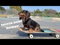 Powell peralta team get to skate with rowdy the dog