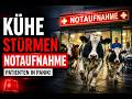 Kühe stürmen Notaufnahme in Hessen!