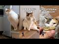 猫飼ってる人にしかワカラナイ７連発