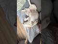 Моем лапы с пенкой 🐾 арт на ВБ 404201030 #собаки #лабрадор #лабрик #уходзасобакой #собакиприколы