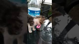 Yavru Kedi Tekir