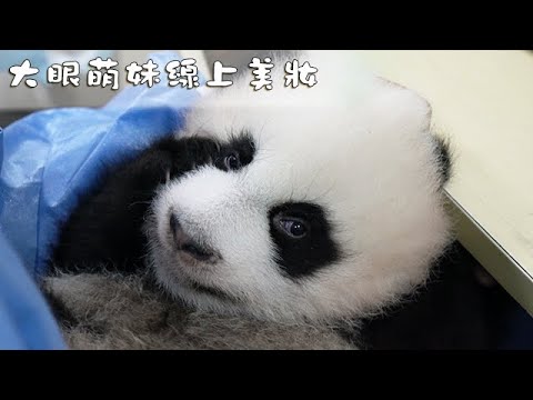 《熊貓早晚安》大眼萌妹線上美妝 | iPanda熊貓頻道