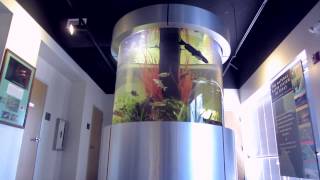 Custom Acrylic Aquarium - Fish Gallery