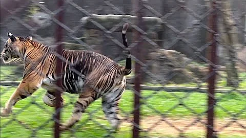 Video 9950721: white bengal tiger, bengal color, female bengal, black bengal