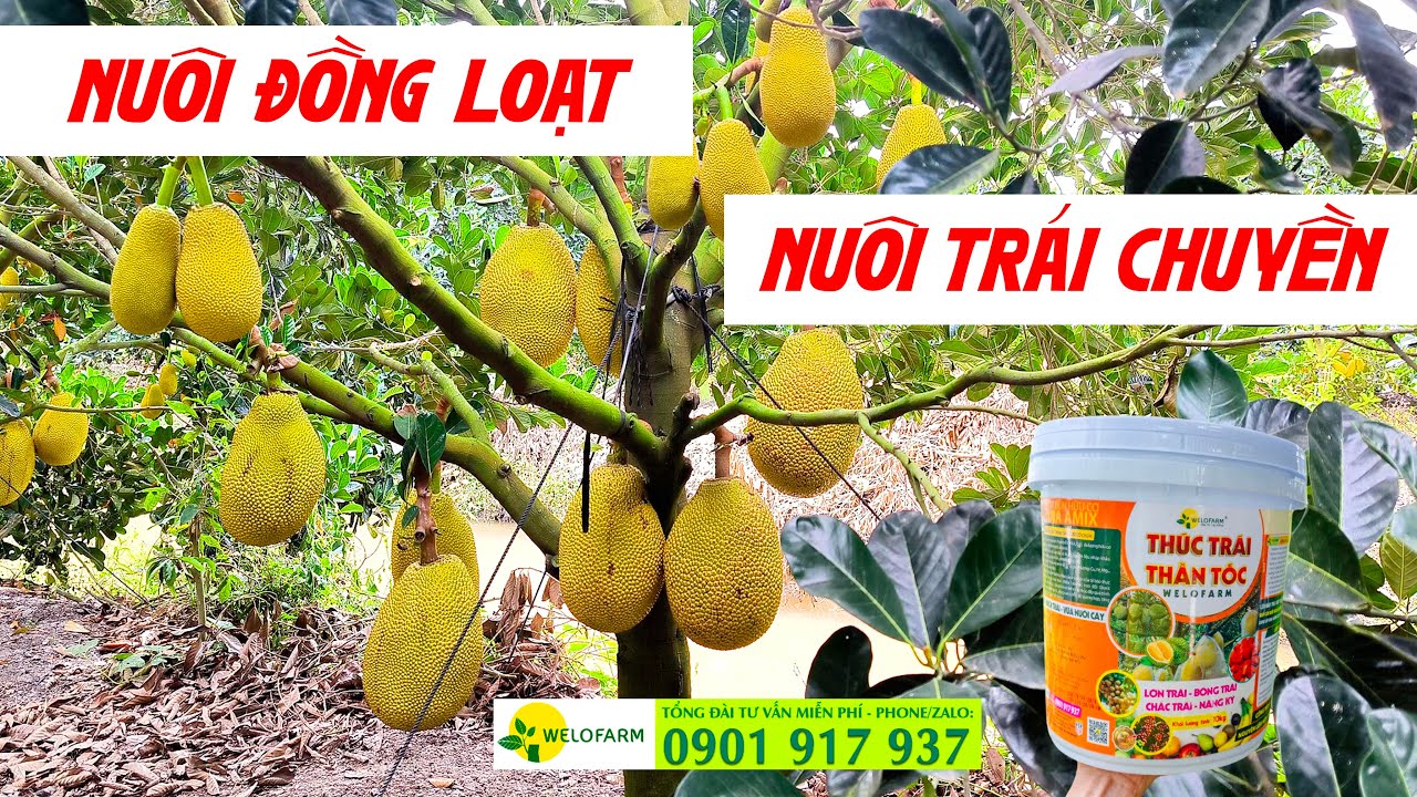 Mít ruột đỏ để trái quanh năm THÁNG NÀO CŨNG BÁN TIỀN TRĂM