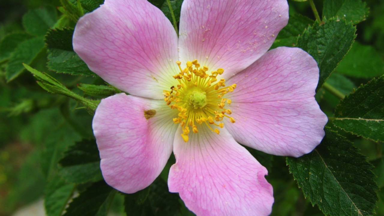 Bach flower Wild Rose YouTube