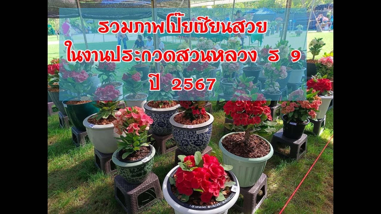 รวมภาพไม้ในงานประกวดโป๊ยเซียนสวนหลวง ร ๙ ประจำปี ๒๕๖๗