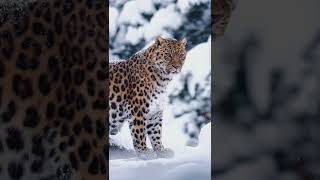 Celebrity Snow Leopard falls down from cliff - How cold 🥶 is this place #snowleopard #snowfall #shorts #foryou Wealth