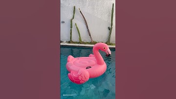 Flamingo #short #shorts #shortvideo #shortsvideo